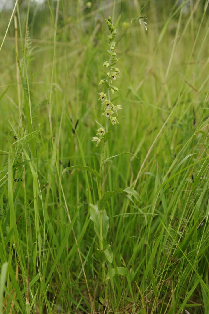 <i>Epipactis muelleri</i>