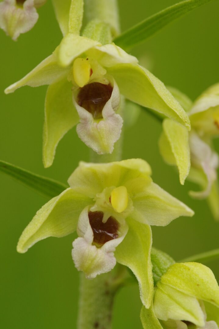 <i>Epipactis muelleri</i>