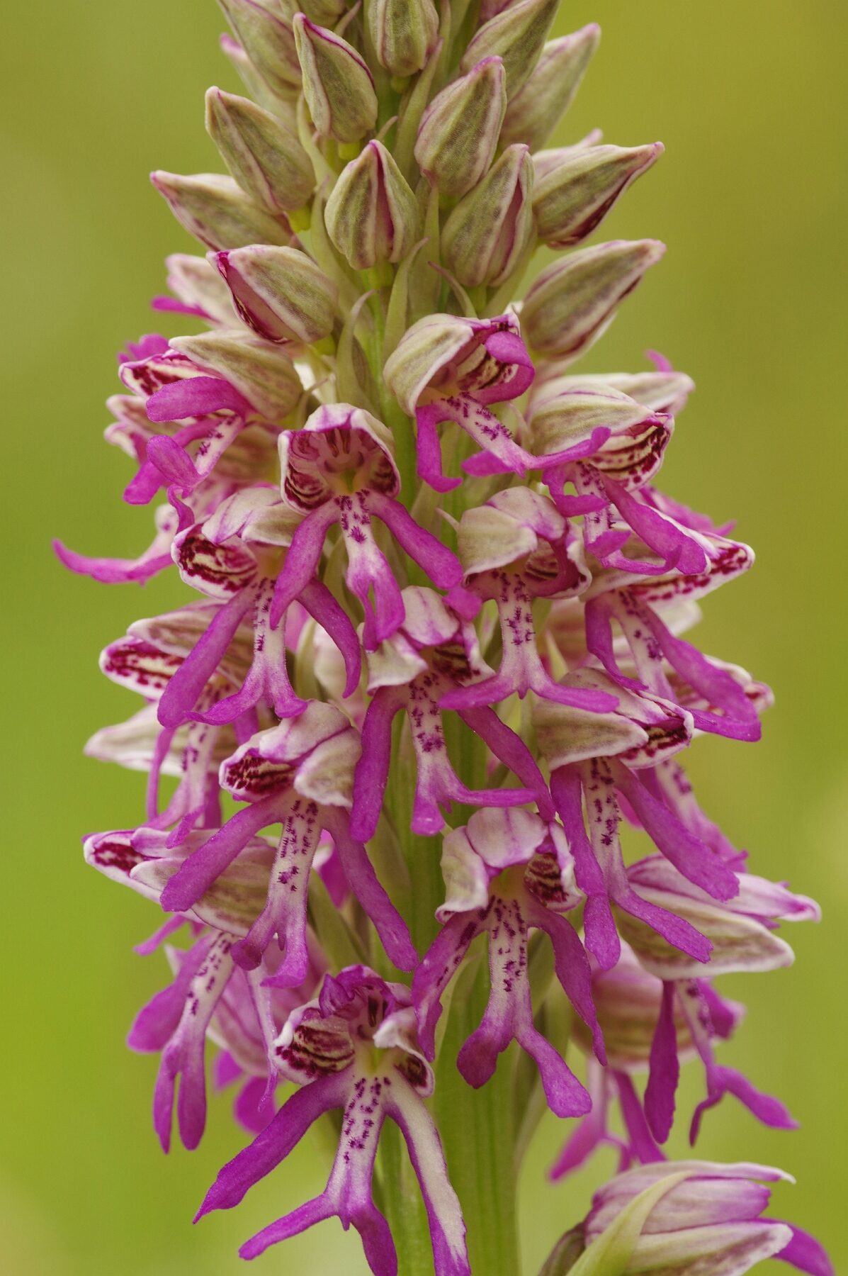 <i>Orchis x spuria</i>