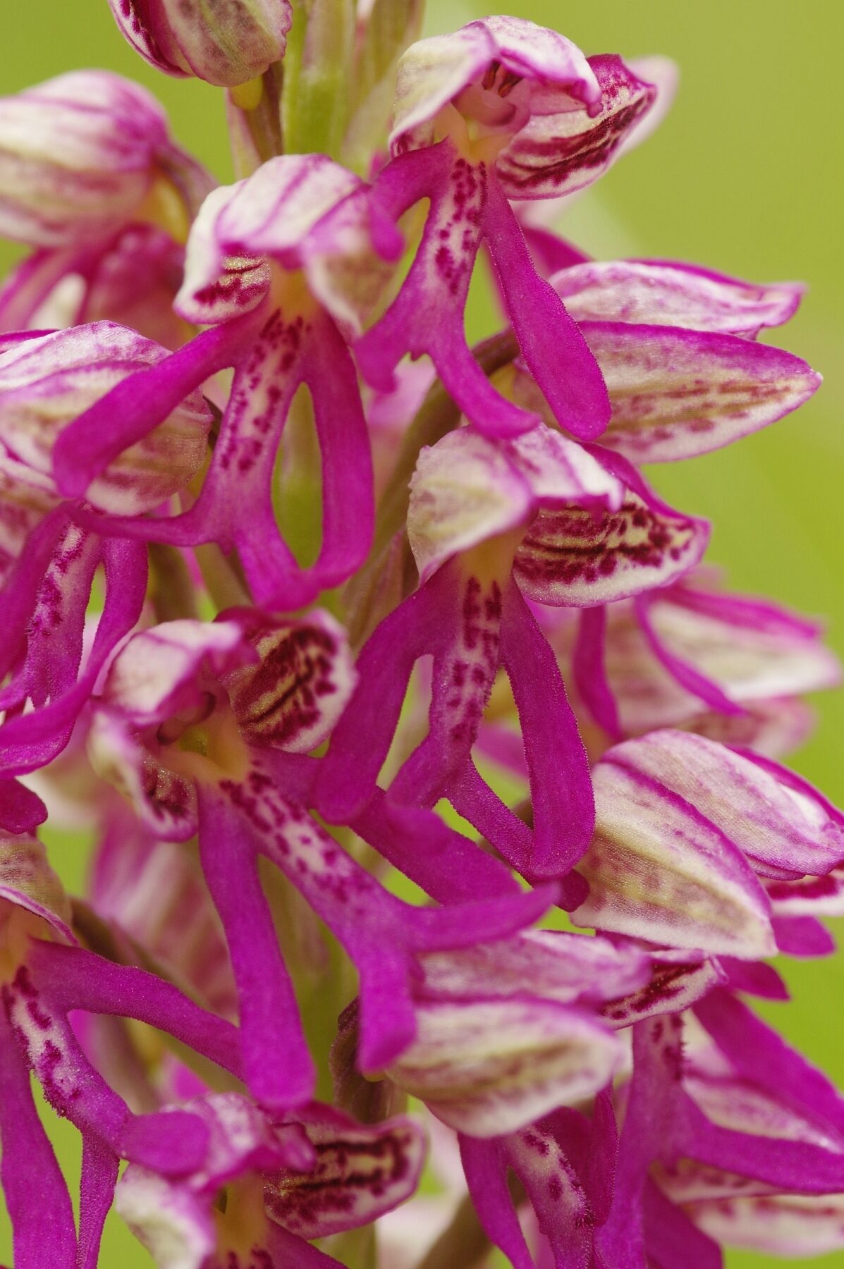 <i>Orchis x spuria</i>