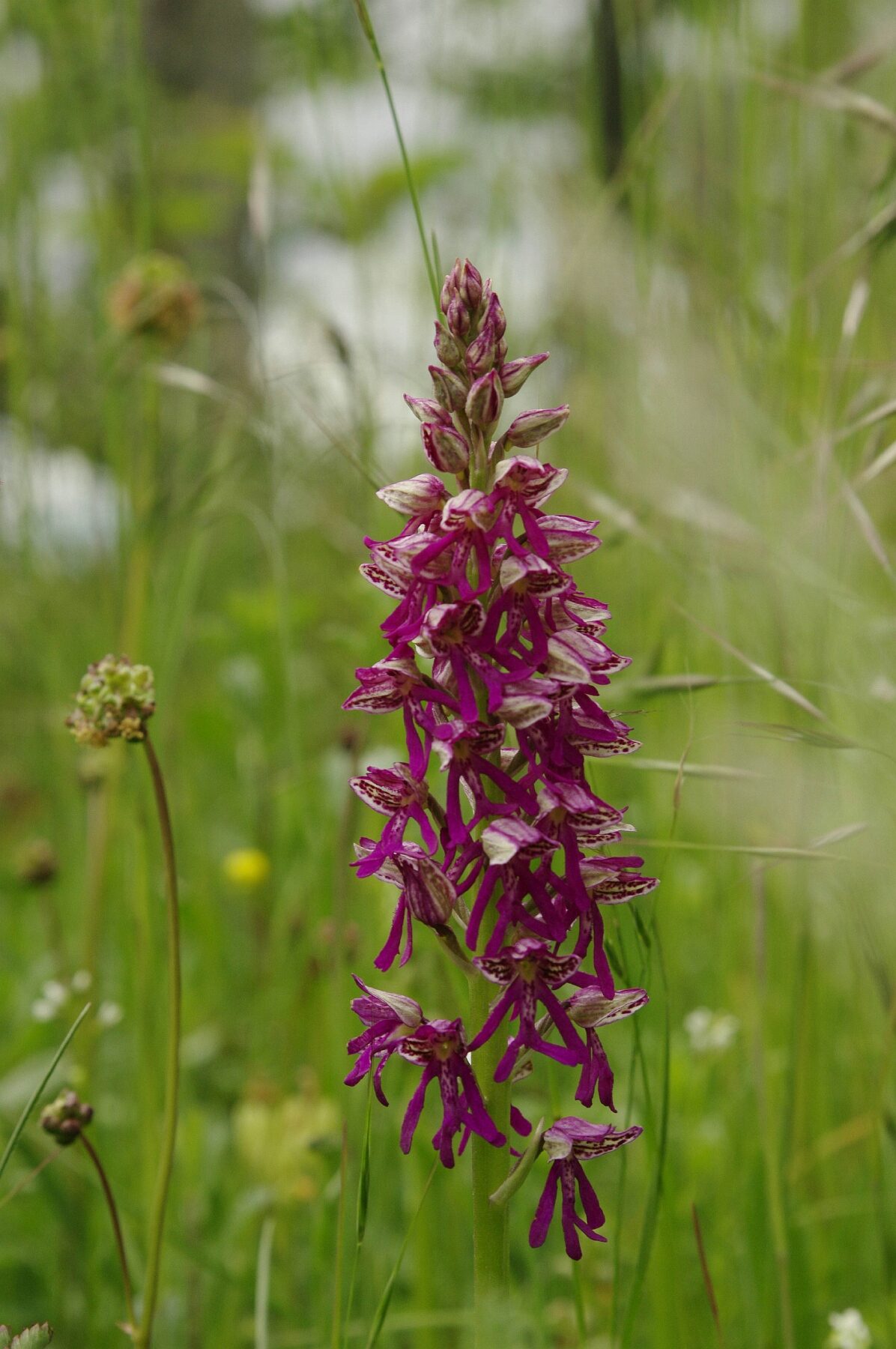 <i>Orchis x spuria</i>