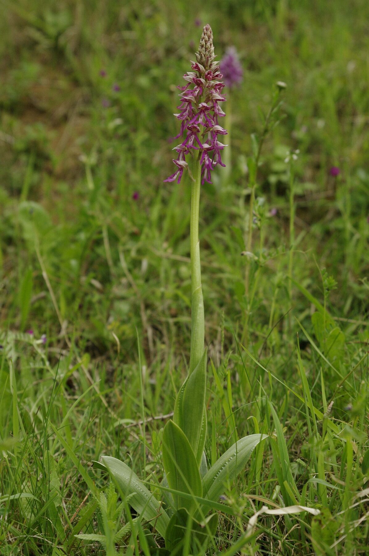 <i>Orchis x spuria</i>