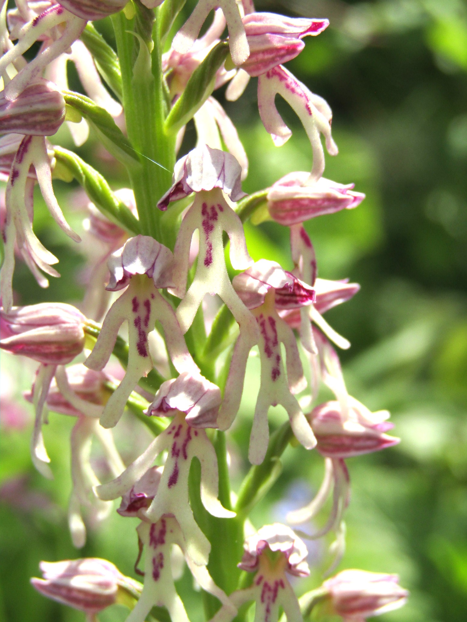 <i>Orchis x spuria</i>