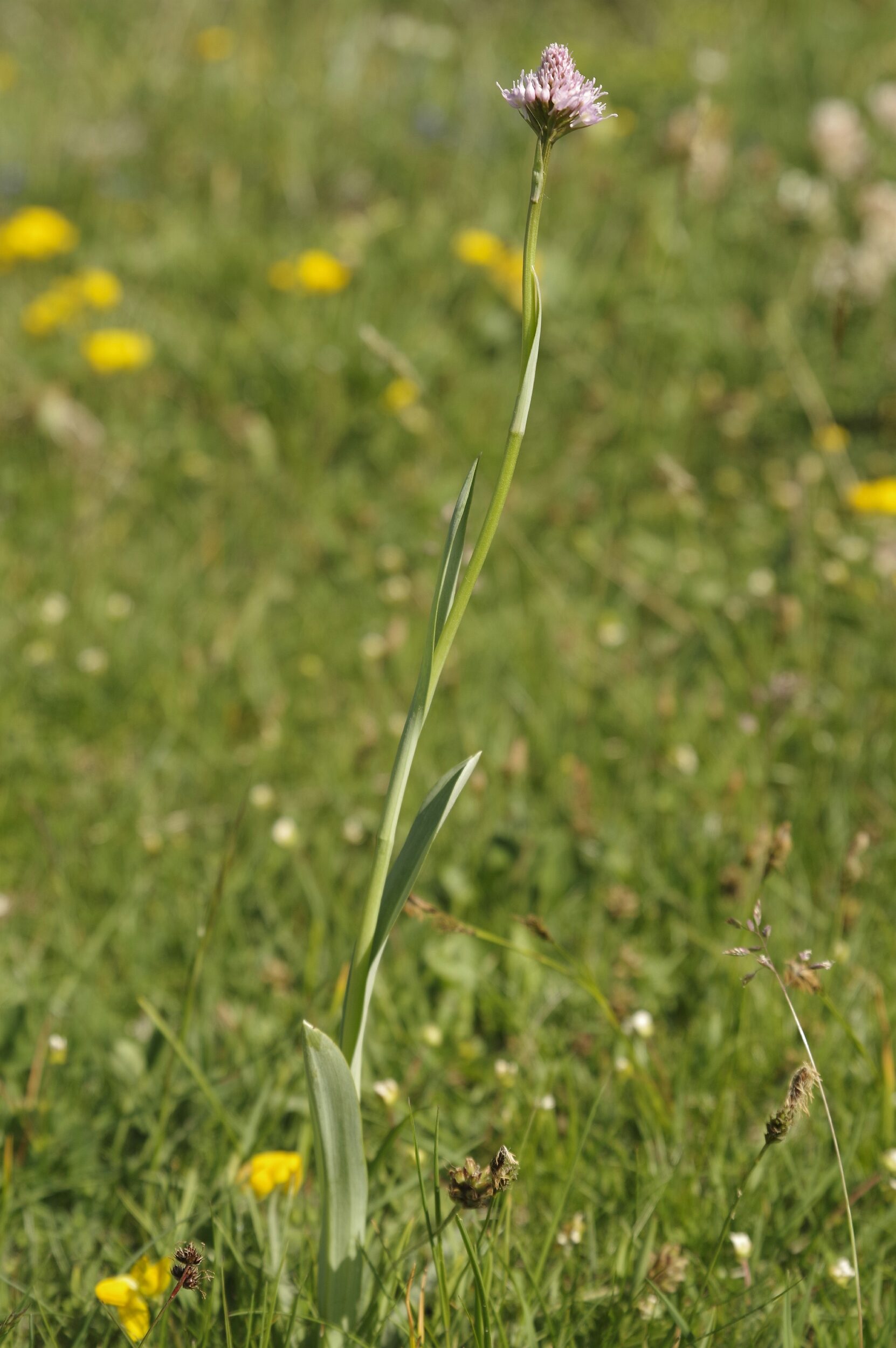 <i>Traunsteinera globosa</i>