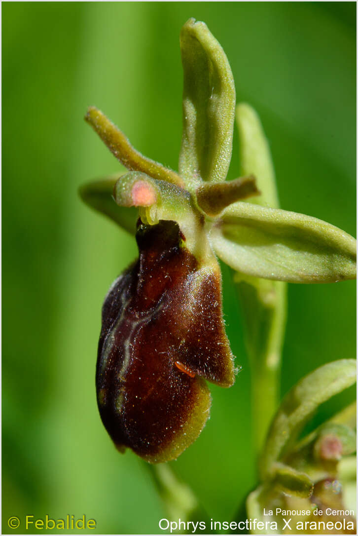 <i>Ophrys apicula : Ophrys araneola X insectifera</i>