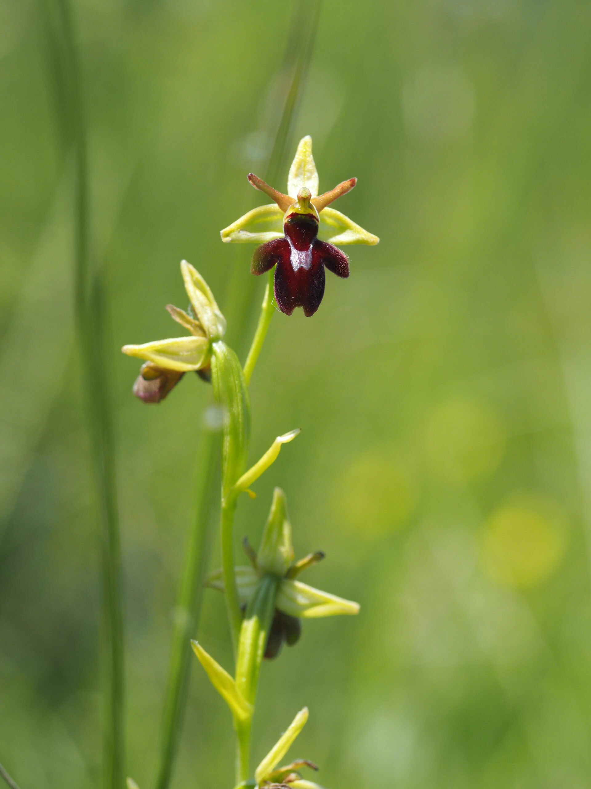 <i>Ophrys apicula : Ophrys araneola X insectifera</i>