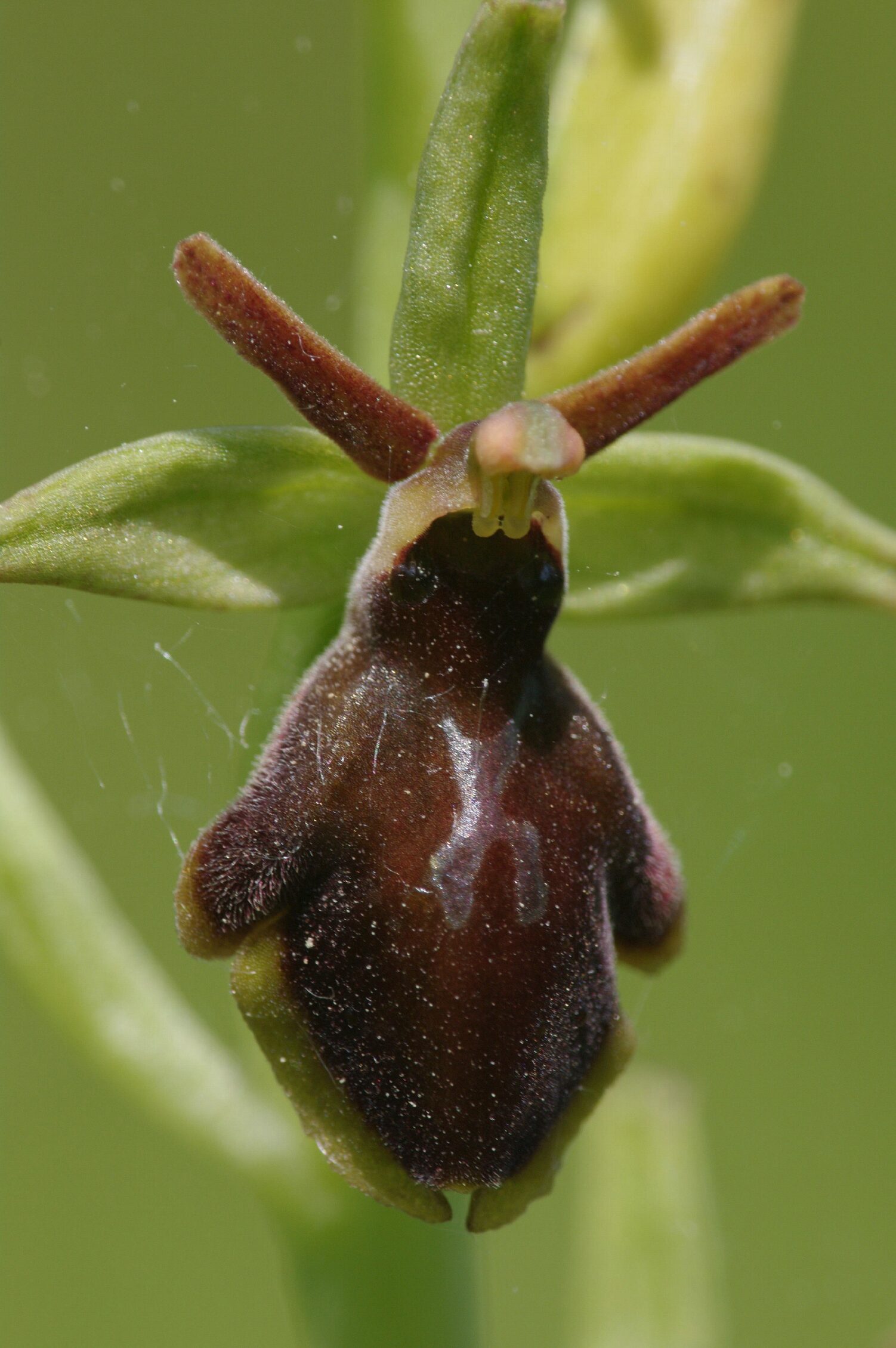 <i>Ophrys apicula : Ophrys araneola X insectifera</i>
