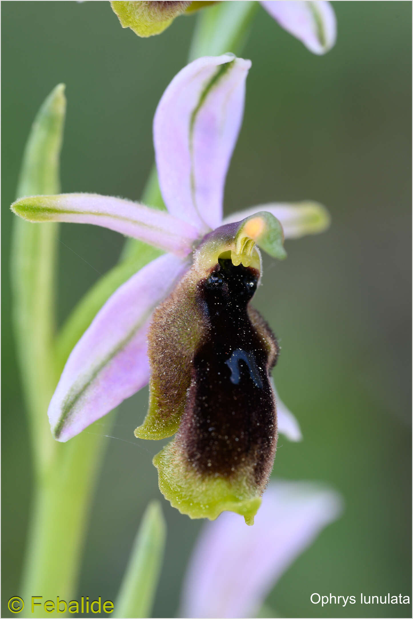 <i>Ophrys lunulata</i>