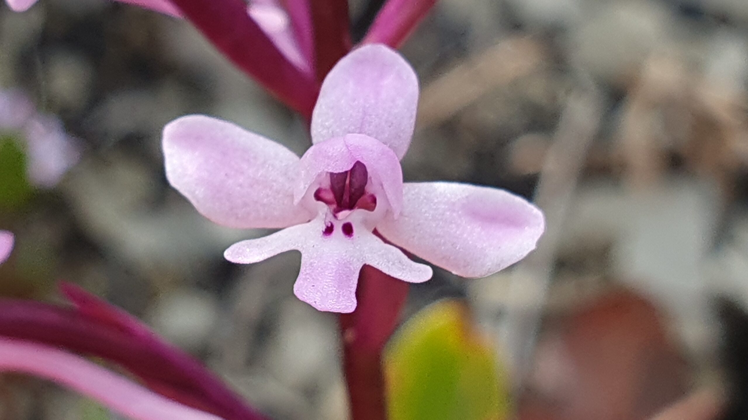 <i>Orchis_brancifortii</i>
