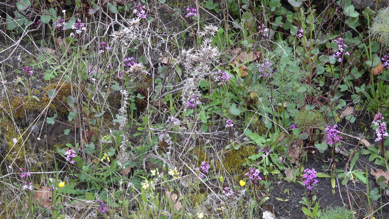 <i>Orchis_brancifortii</i>