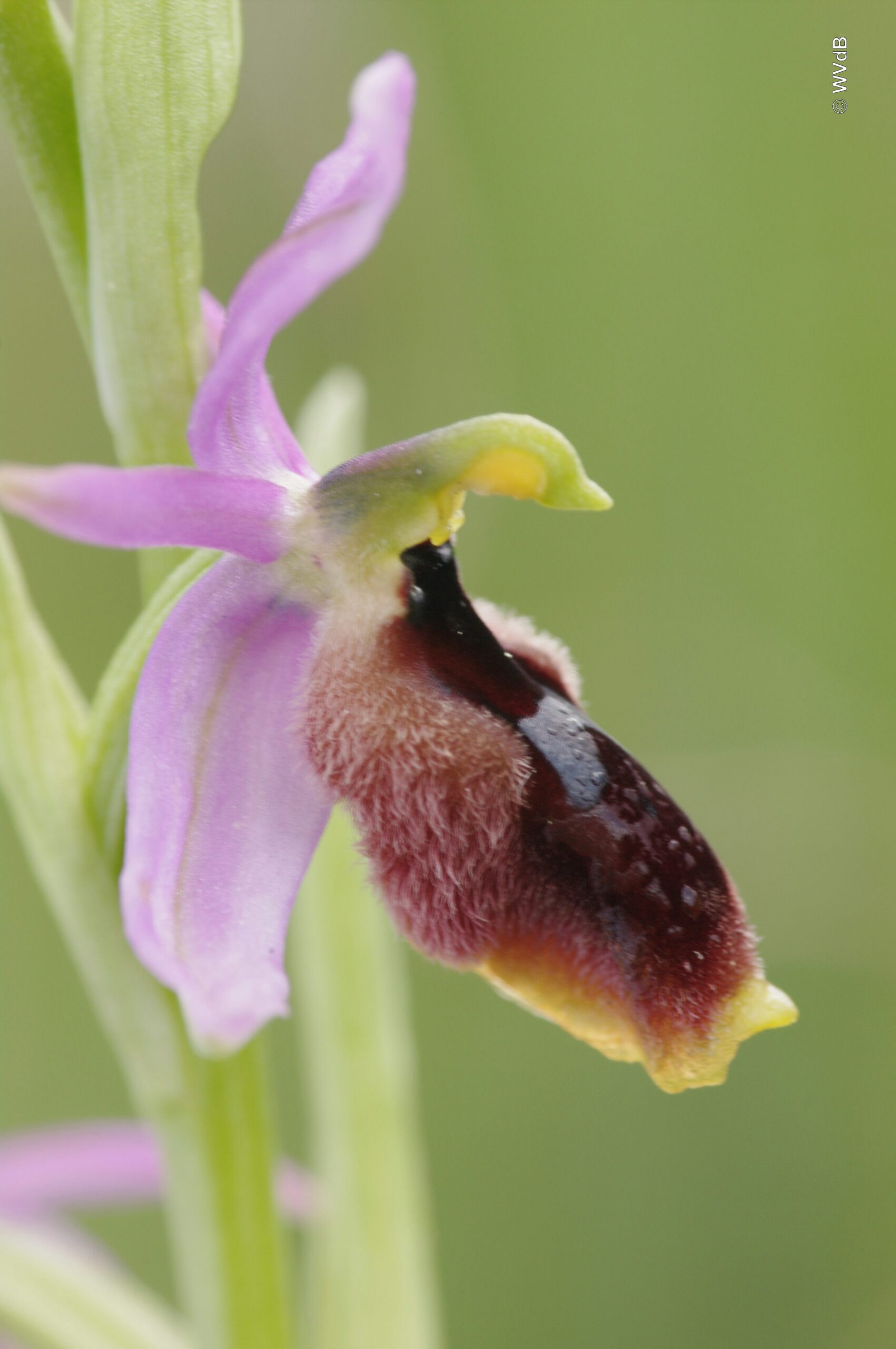 <i>Ophrys lunulata</i>