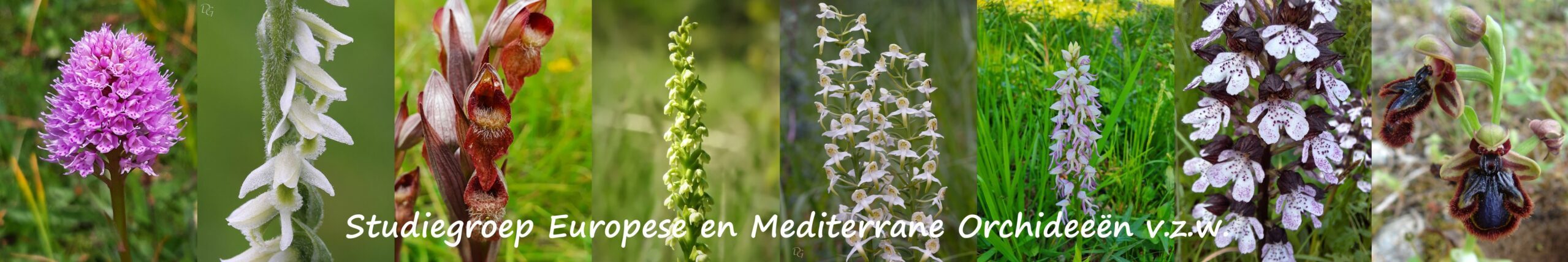 S.E.M.O. vzw : Studiegroep Europese en Mediterrane Orchideeën vzw