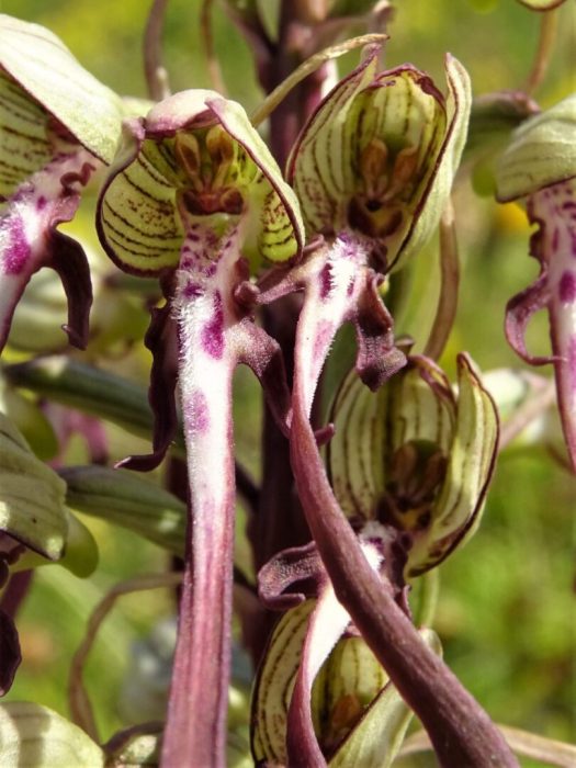 Himantoglossum hircinum Himantoglossum hircinum